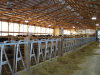 cows2.gif (28289 bytes)